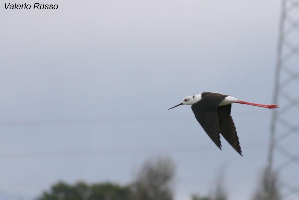 Himantopus himantopus -laguna de Fuente piedra (Malaga)